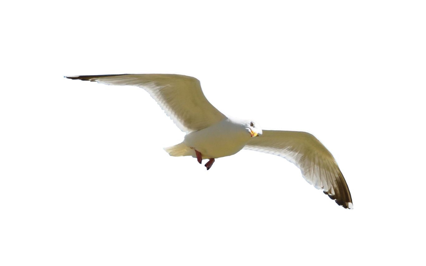 Gull PNG    图片编号:28585