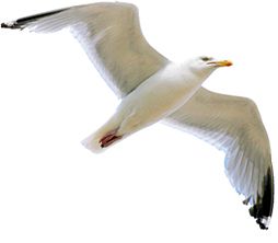 Gull PNG    图片编号:28587