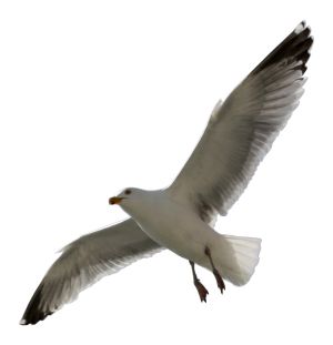 Gull PNG    图片编号:28588
