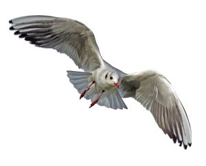 Gull PNG    图片编号:28589
