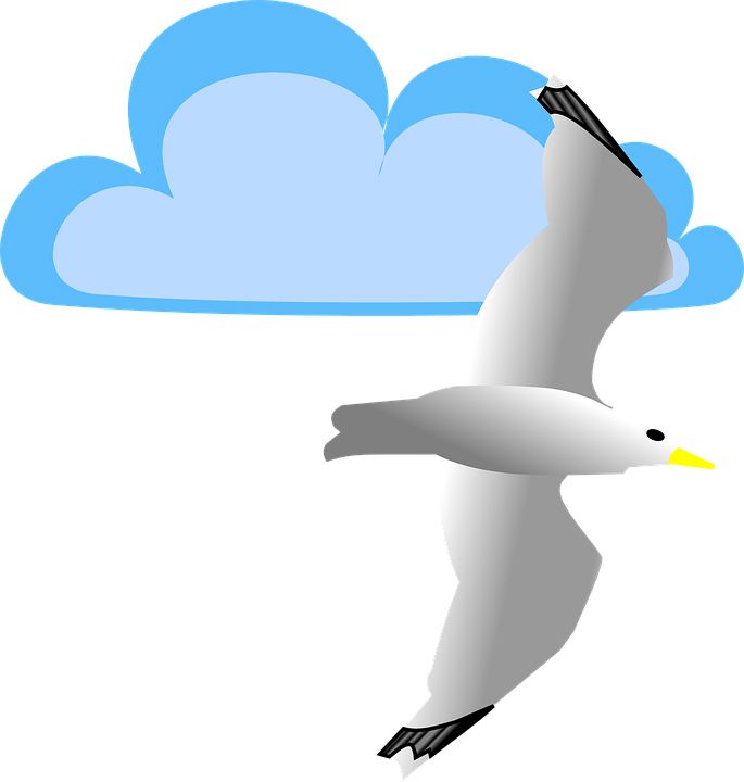 Gull PNG    图片编号:28590