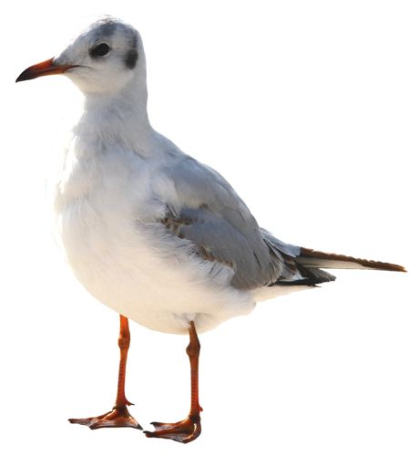 Gull PNG    图片编号:28593