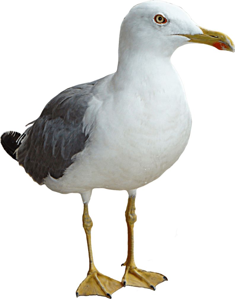 Gull PNG    图片编号:28594