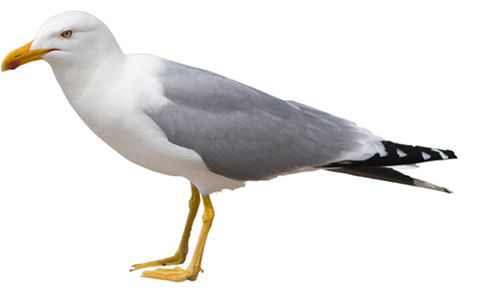 Gull PNG    图片编号:28595