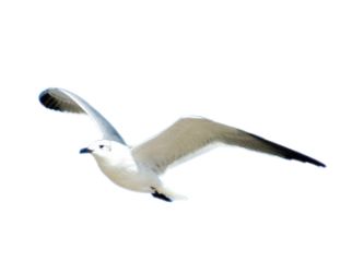 Gull PNG    图片编号:28596