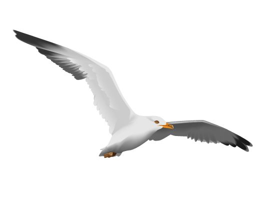 Gull PNG    图片编号:28597