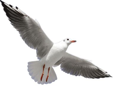 Gull PNG    图片编号:28598