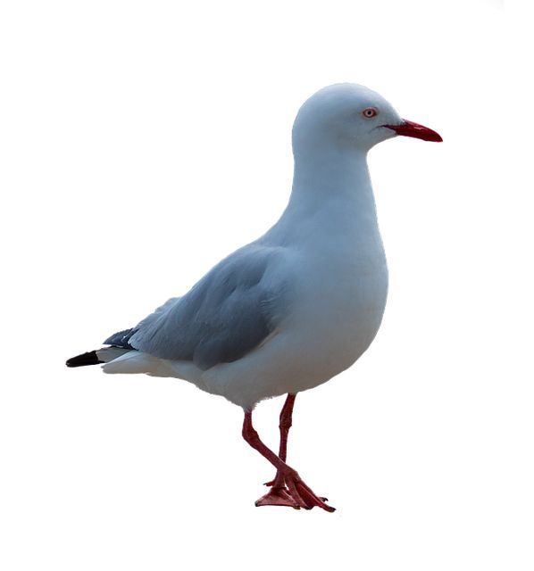 Gull PNG    图片编号:28600