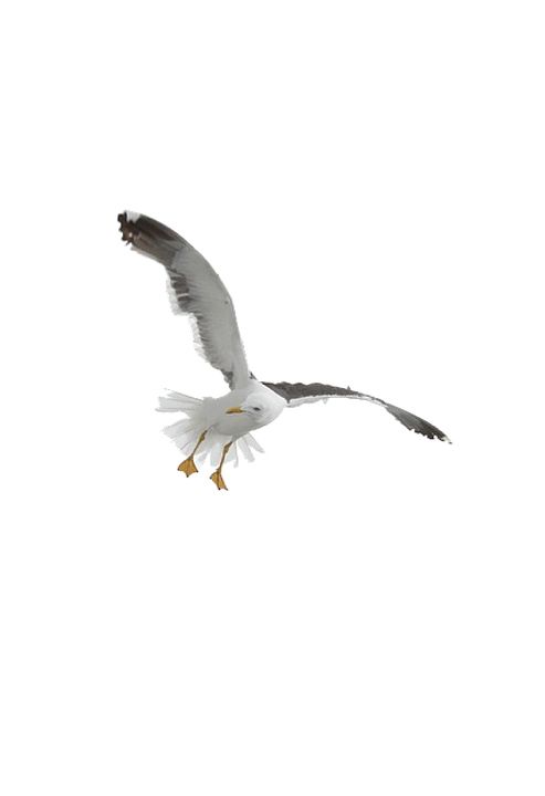 Gull PNG    图片编号:28602