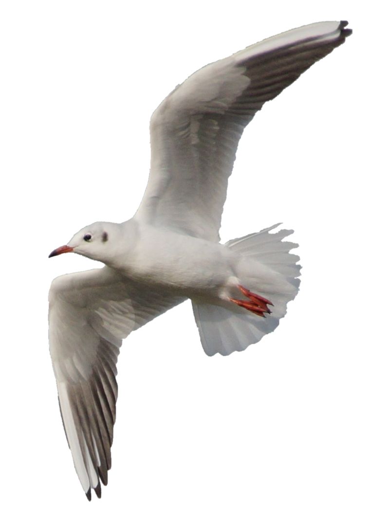 Gull PNG    图片编号:28608