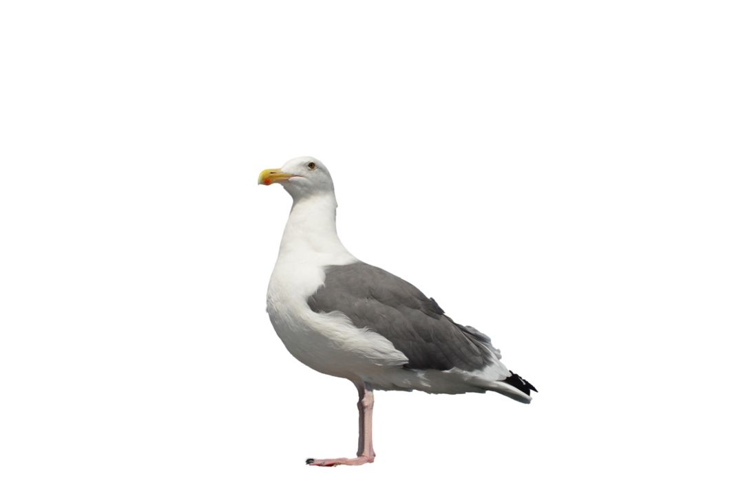 Gull PNG    图片编号:28609