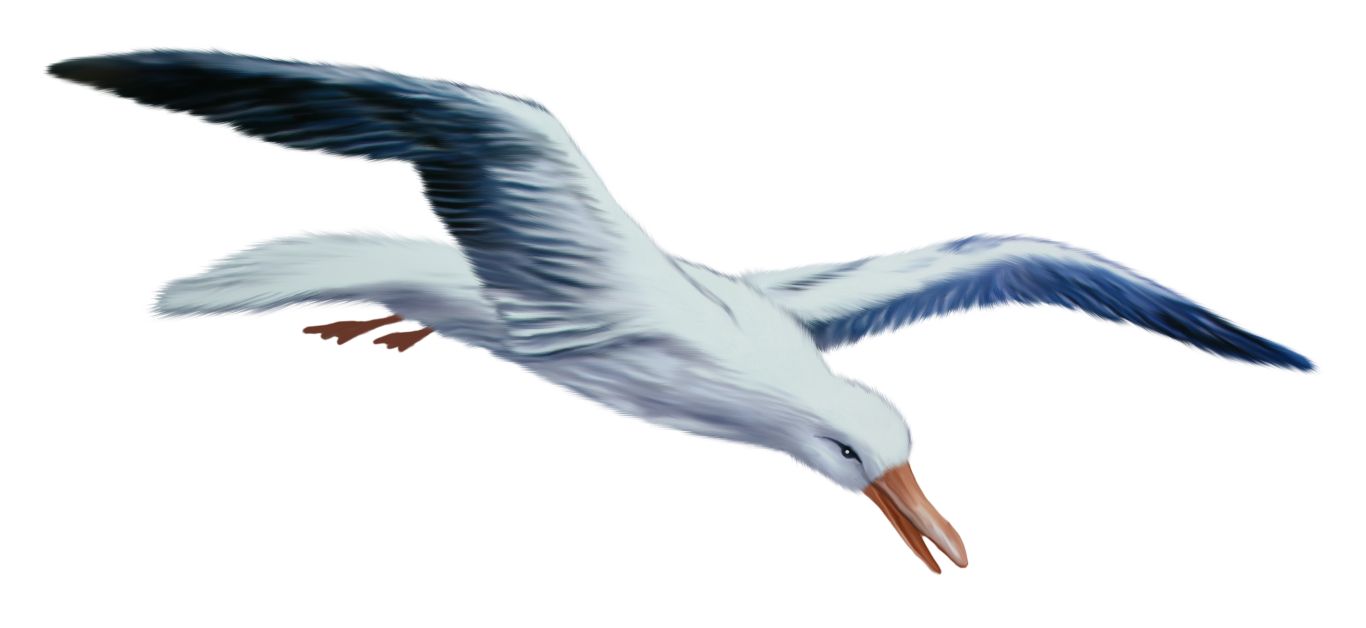 Gull PNG    图片编号:28556