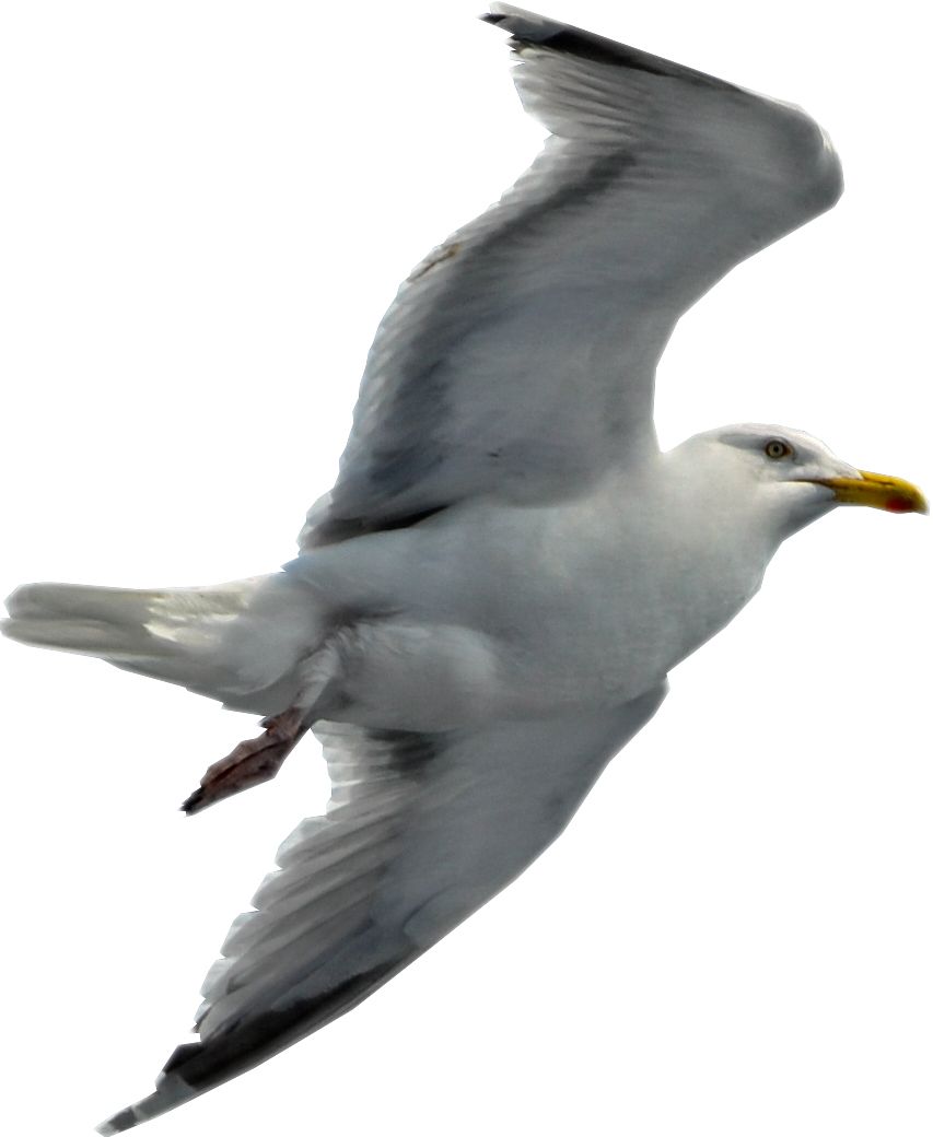 Gull PNG    图片编号:28610