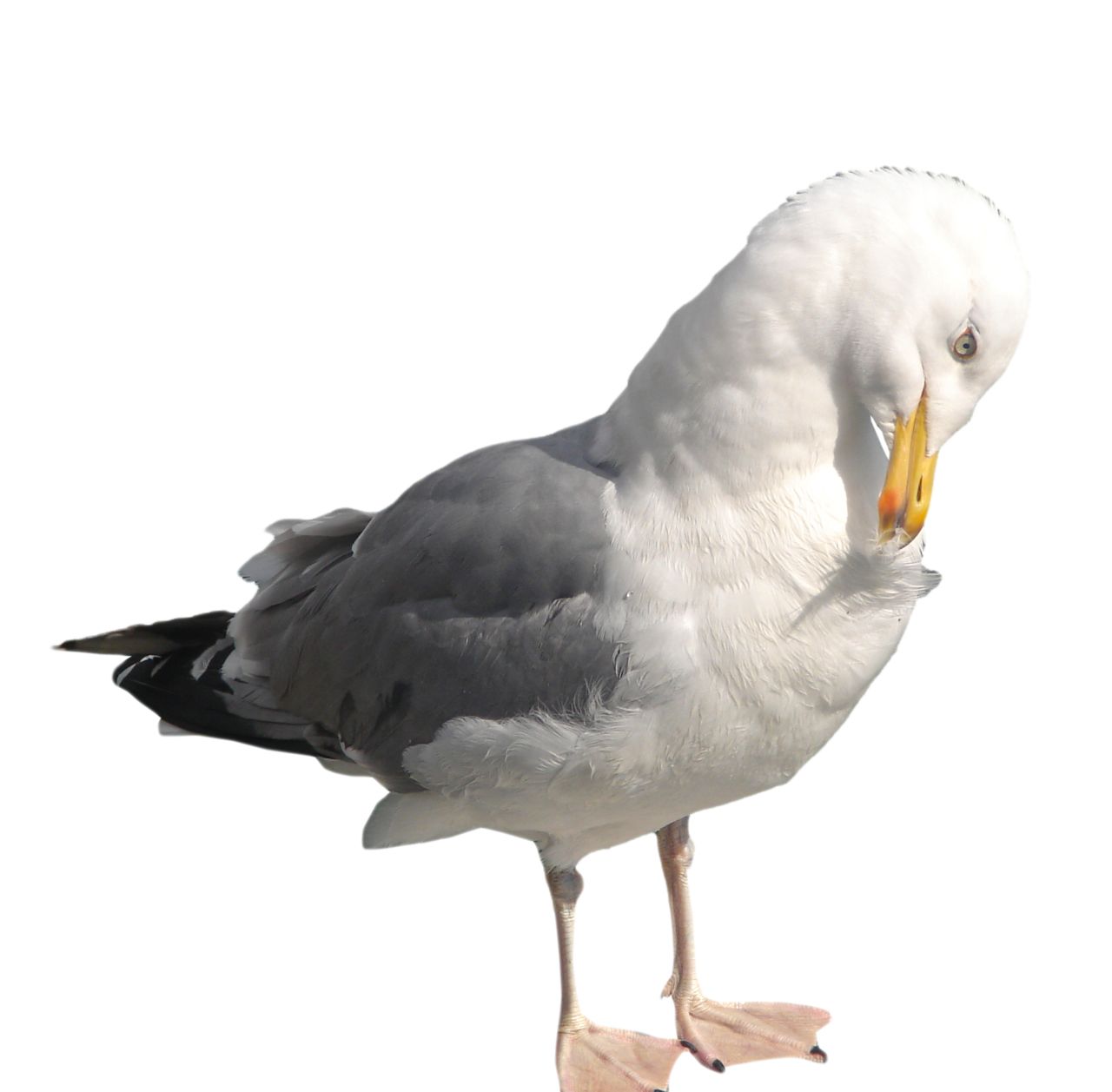 Gull PNG    图片编号:28611