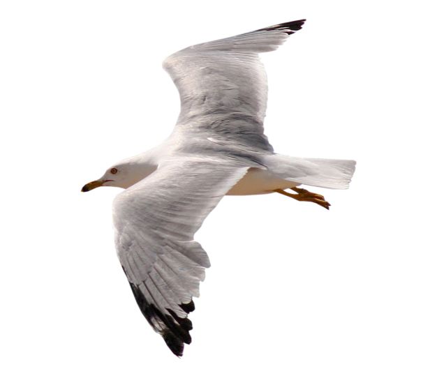 Gull PNG    图片编号:28612