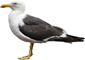 Gull PNG    图片编号:28613