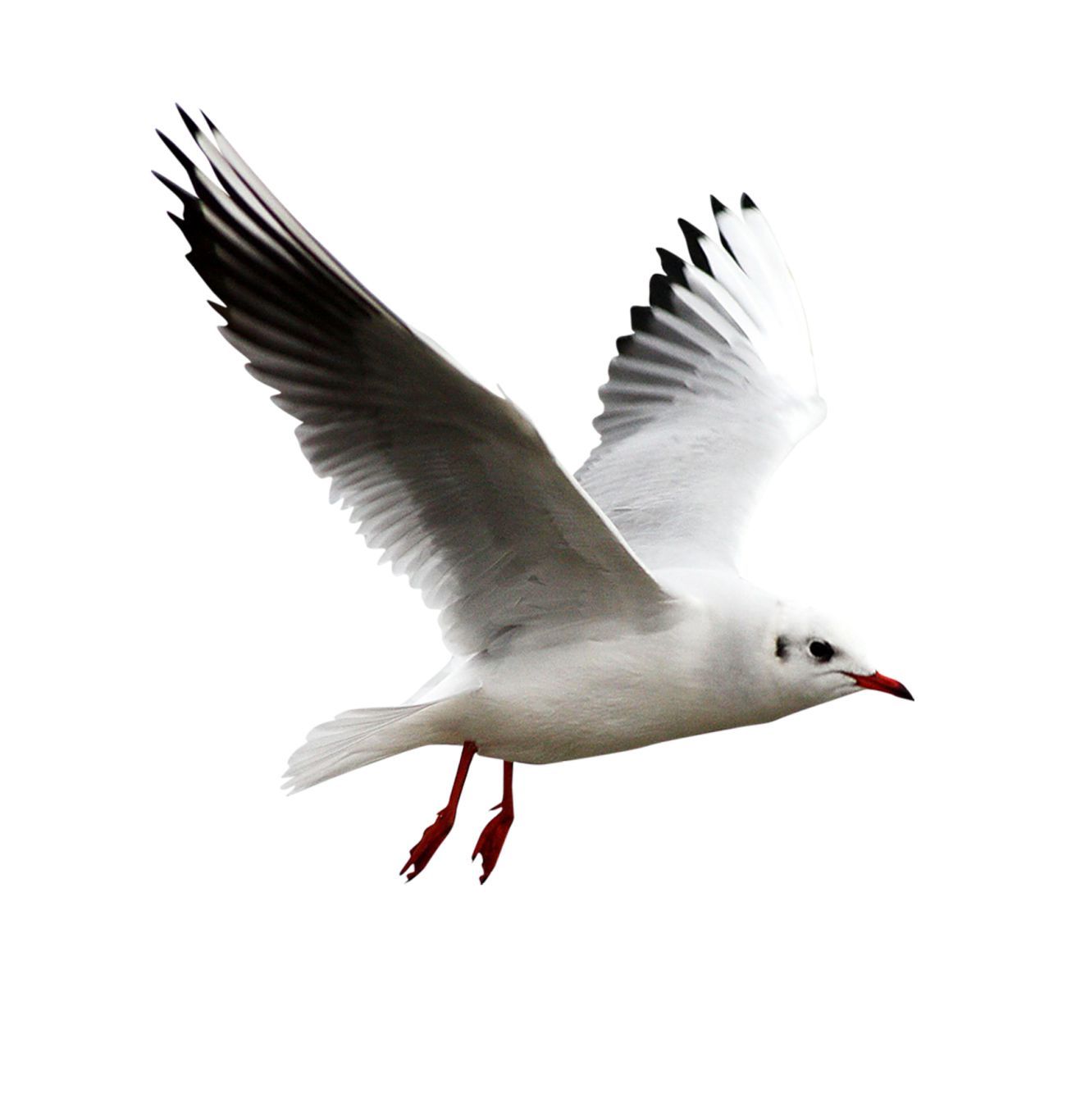 Gull PNG    图片编号:28557