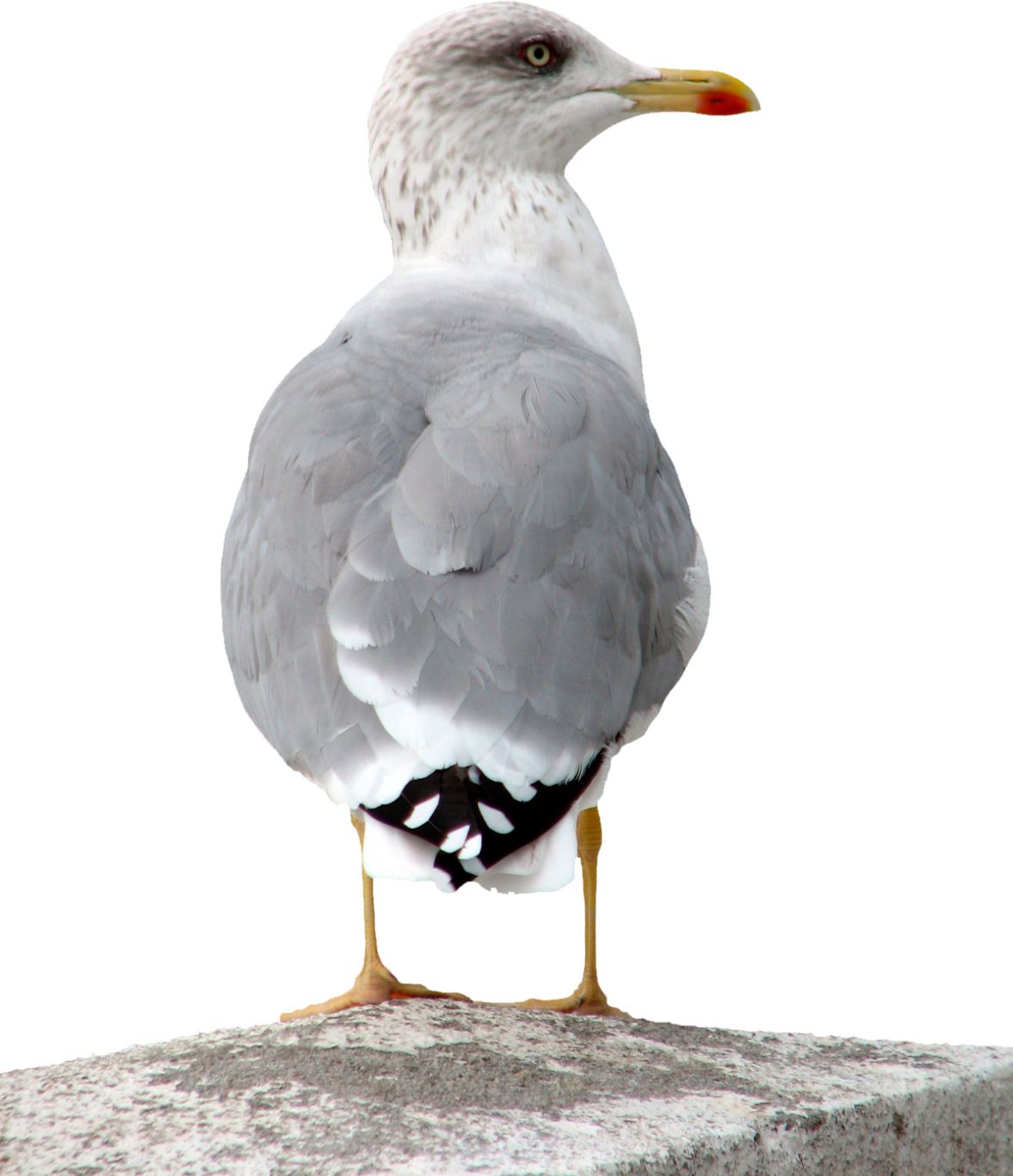 Gull PNG    图片编号:28559