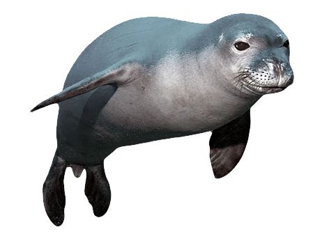 Harbor seal PNG    图片编号:25062