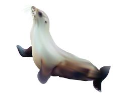 Harbor seal PNG    图片编号:25073