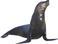 Harbor seal PNG    图片编号:25078