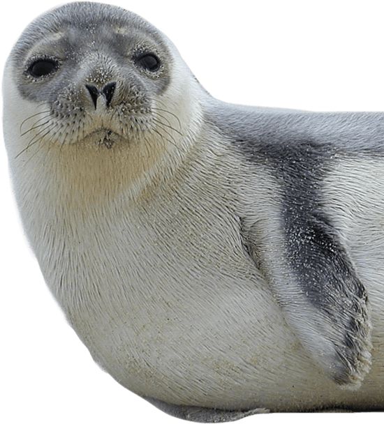 Harbor seal PNG    图片编号:25079