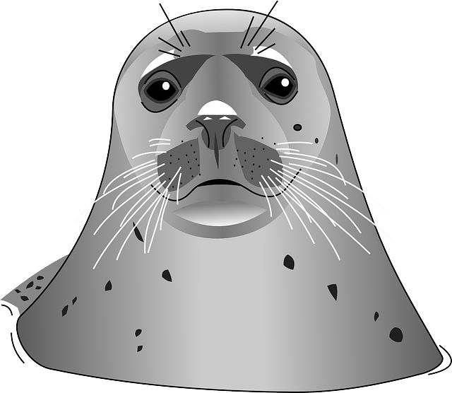 Harbor seal PNG    图片编号:25080