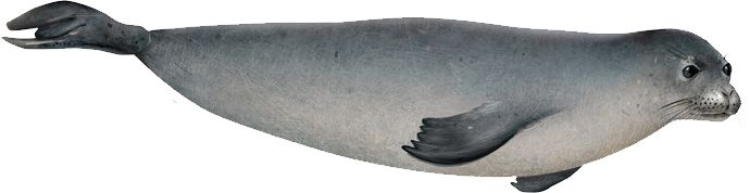 Harbor seal PNG    图片编号:25063