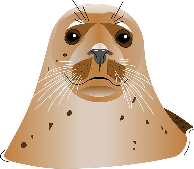 Harbor seal PNG    图片编号:25081