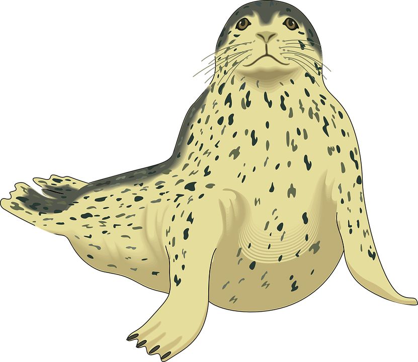 Harbor seal PNG    图片编号:25082