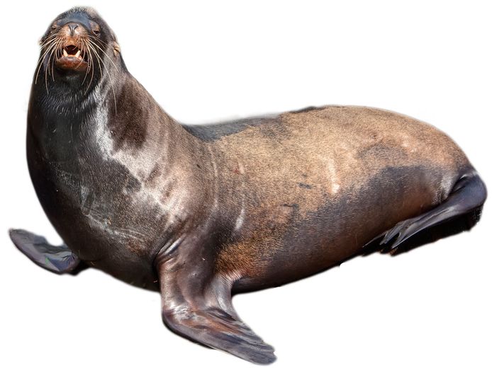 Harbor seal PNG    图片编号:25083