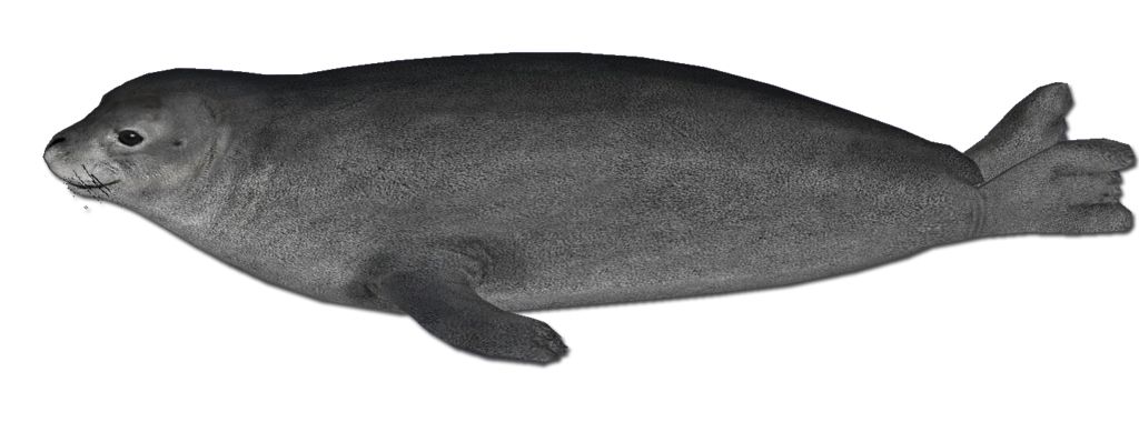 Harbor seal PNG    图片编号:25088