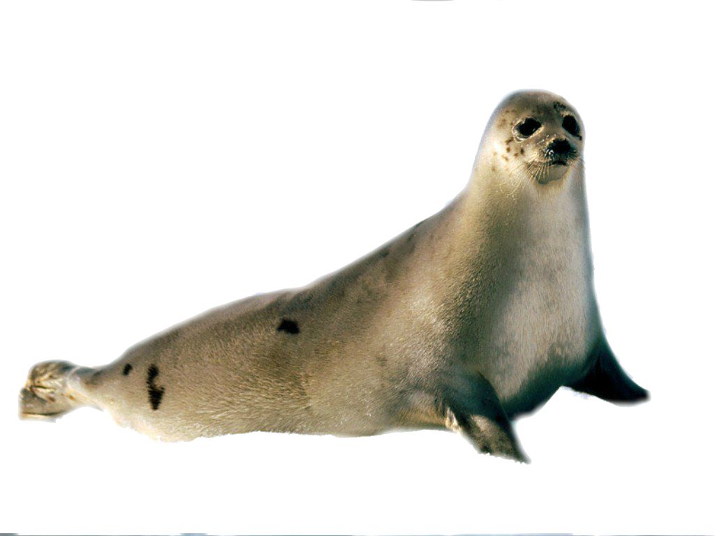 Harbor seal PNG    图片编号:25064