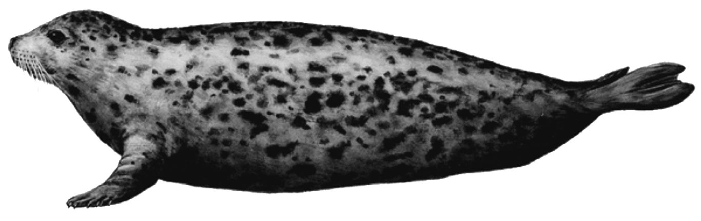 Harbor seal PNG    图片编号:25067