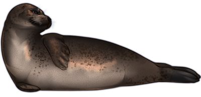 Harbor seal PNG    图片编号:25069