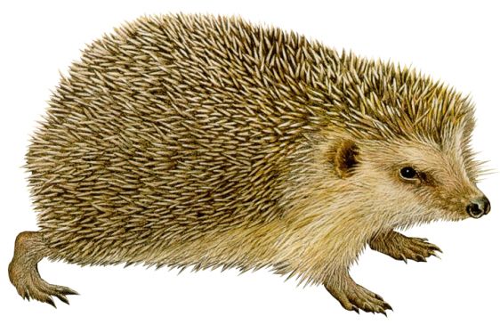 Hedgehog PNG    图片编号:21442