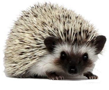 Hedgehog PNG    图片编号:21451