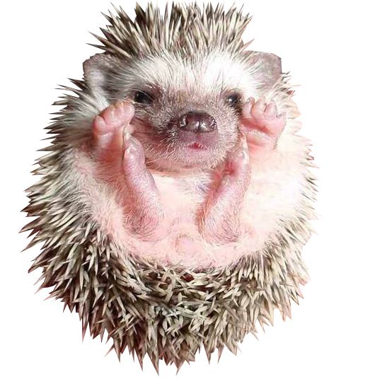 Hedgehog PNG    图片编号:21452
