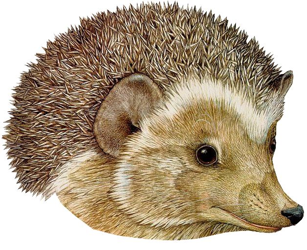 Hedgehog PNG    图片编号:21453
