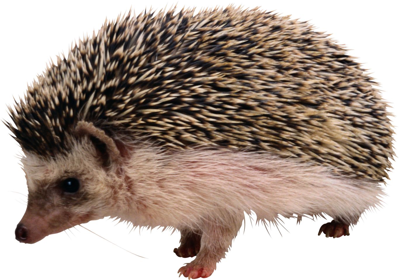 Hedgehog PNG    图片编号:21454