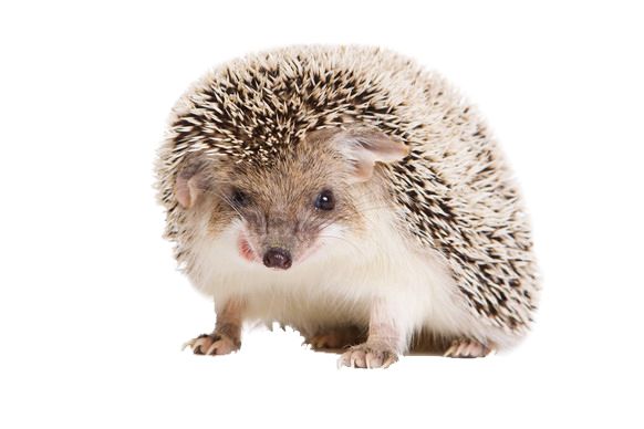 Hedgehog PNG    图片编号:21455
