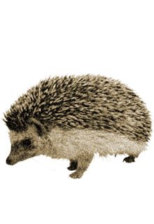 Hedgehog PNG    图片编号:21456
