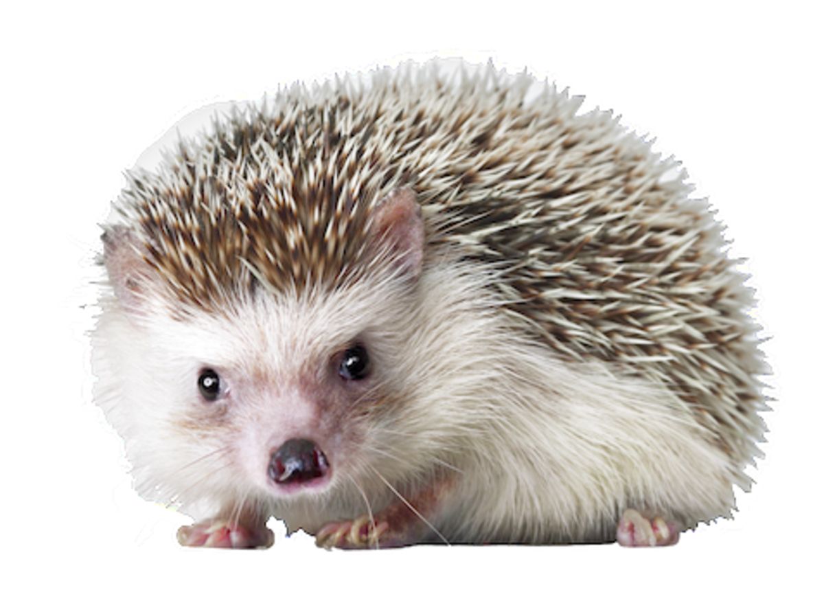 Hedgehog PNG    图片编号:21459