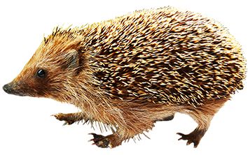 Hedgehog PNG    图片编号:21460