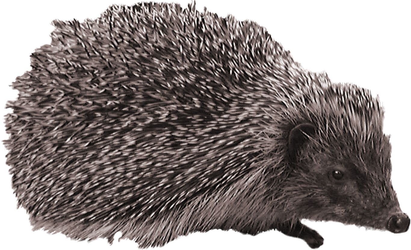Hedgehog PNG    图片编号:21443