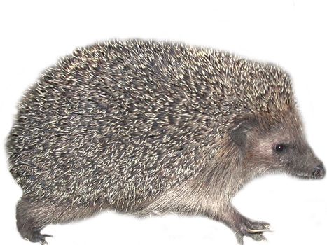 Hedgehog PNG    图片编号:21461