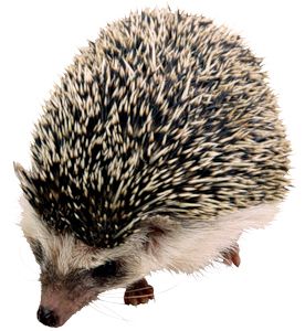 Hedgehog PNG    图片编号:21444