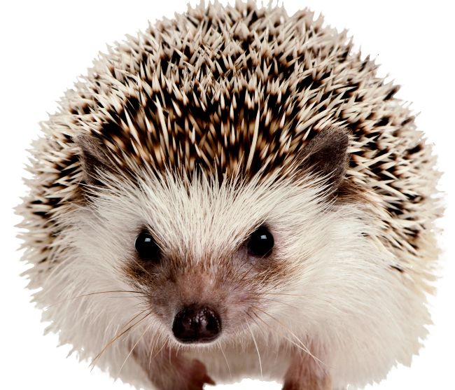 Hedgehog PNG    图片编号:21446