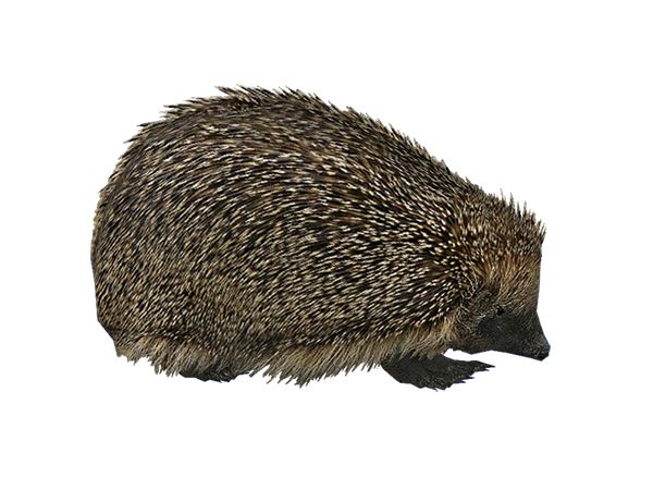 Hedgehog PNG    图片编号:21448
