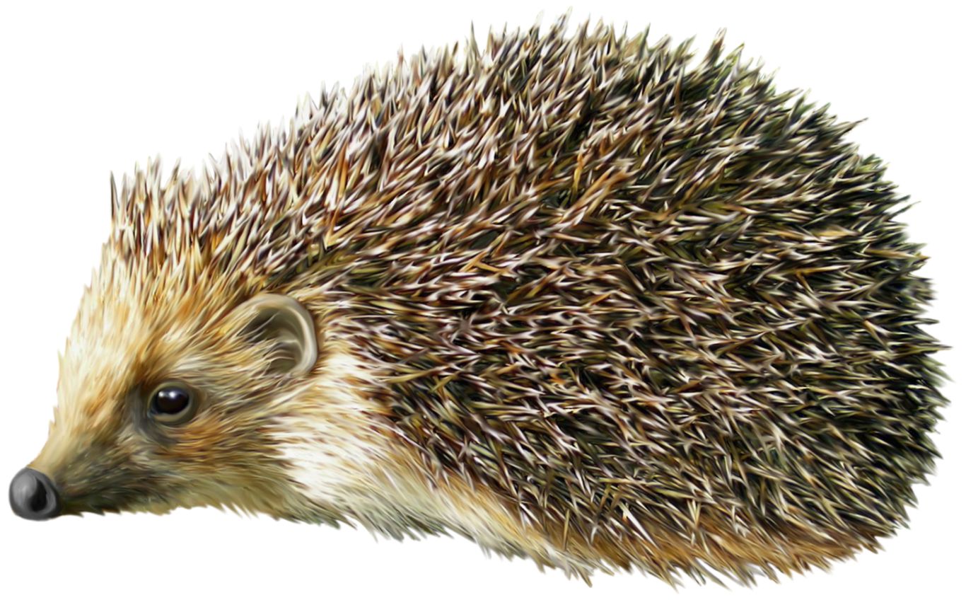 Hedgehog PNG    图片编号:21450